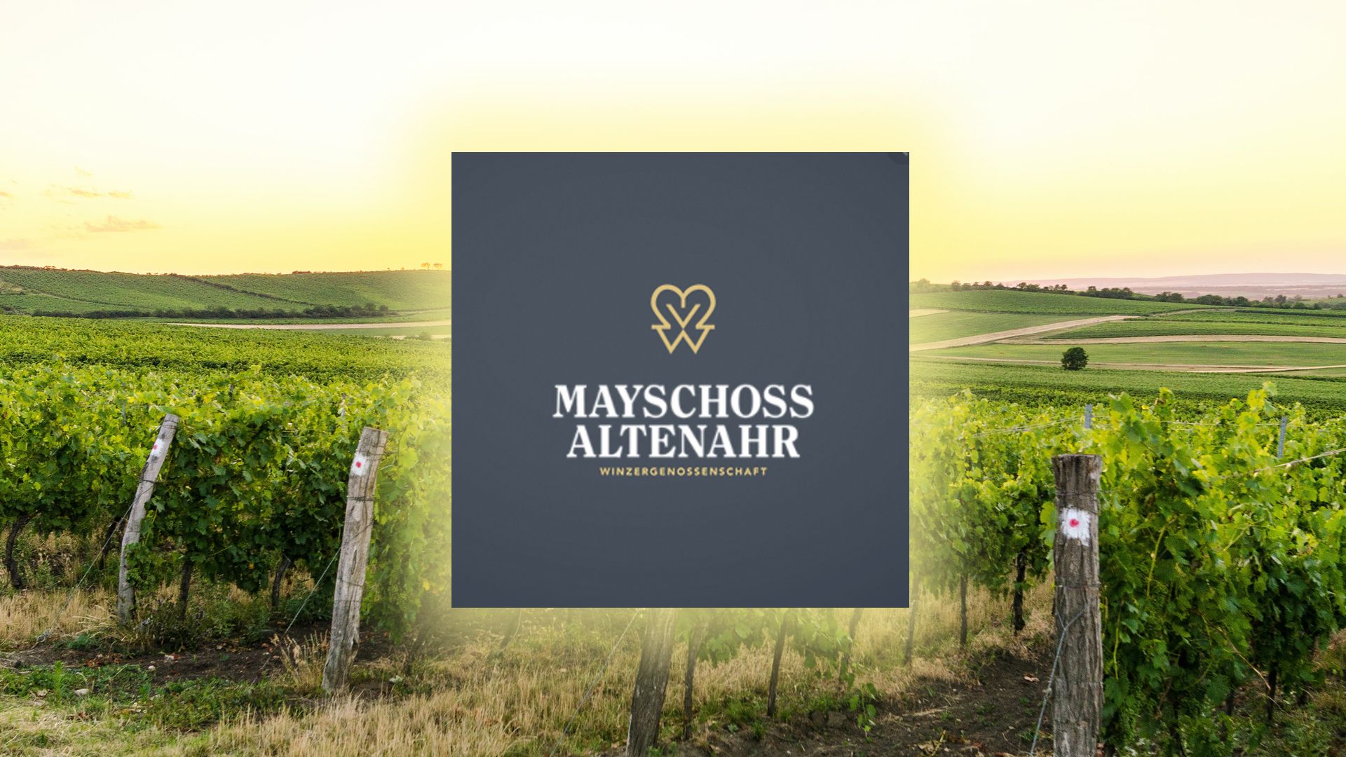 Read more about the article Winegrowers‘ cooperative Mayschoss