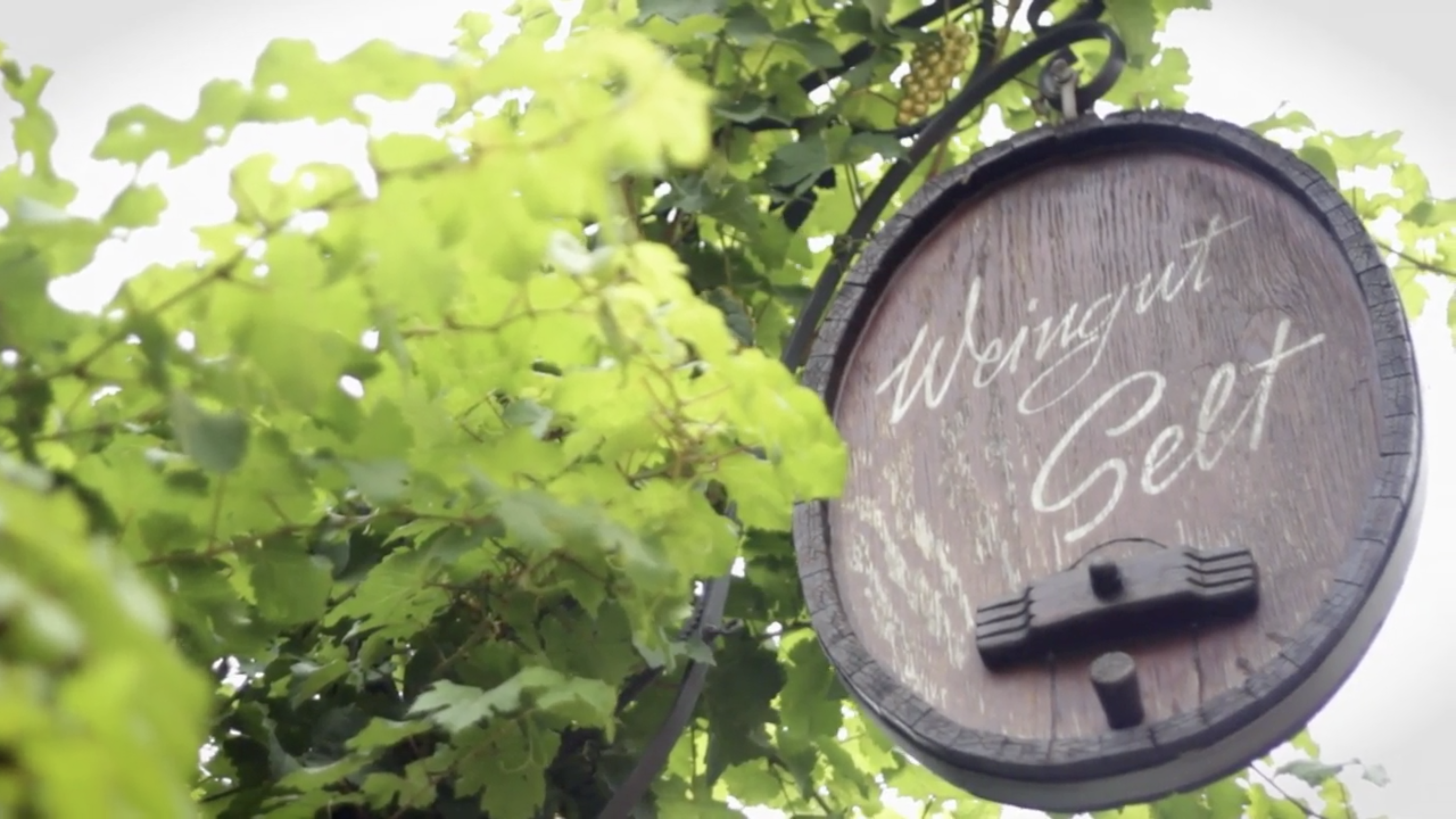 Read more about the article Weingut Selt
