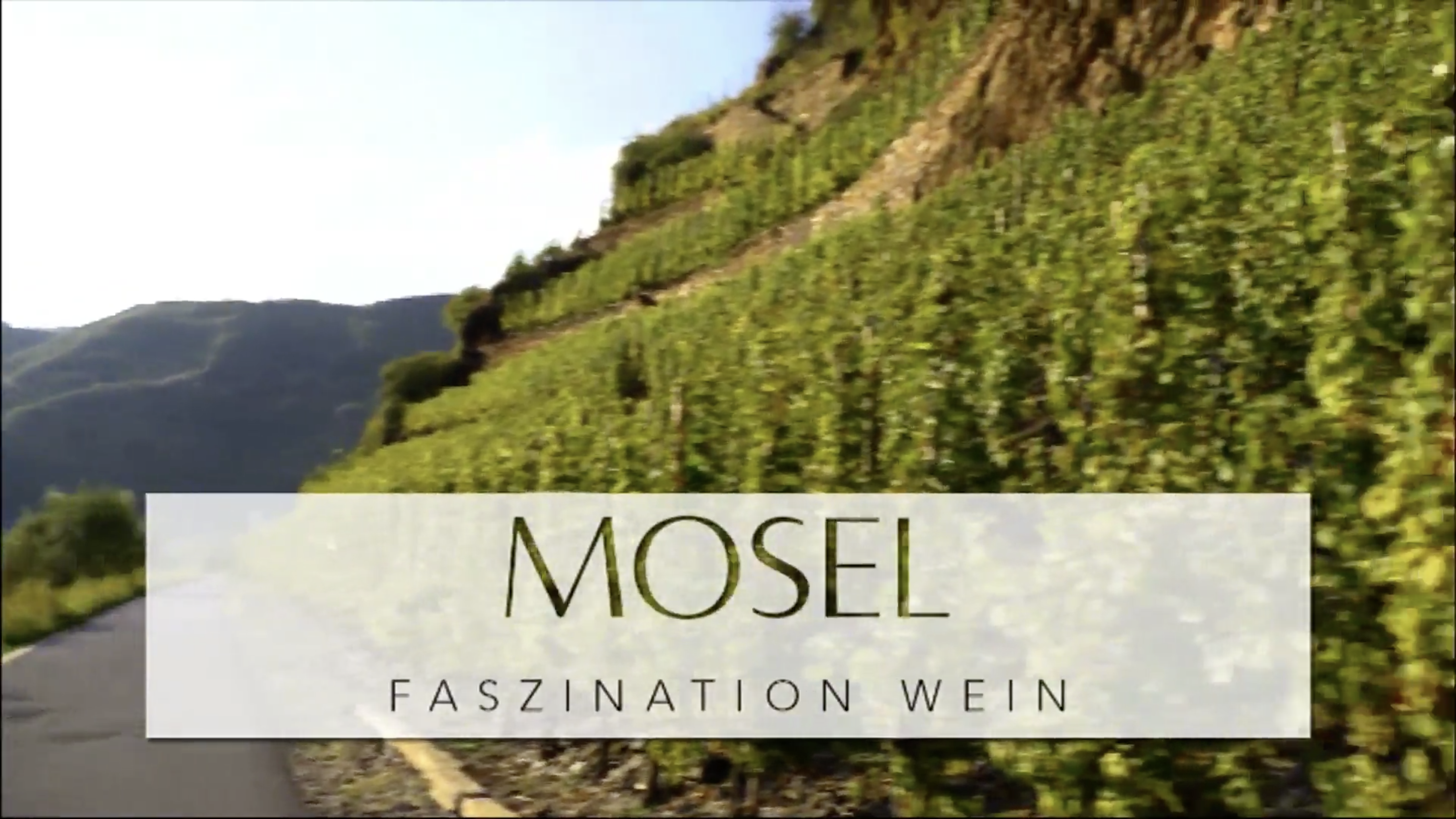 Read more about the article Grape varieties from the Moselle