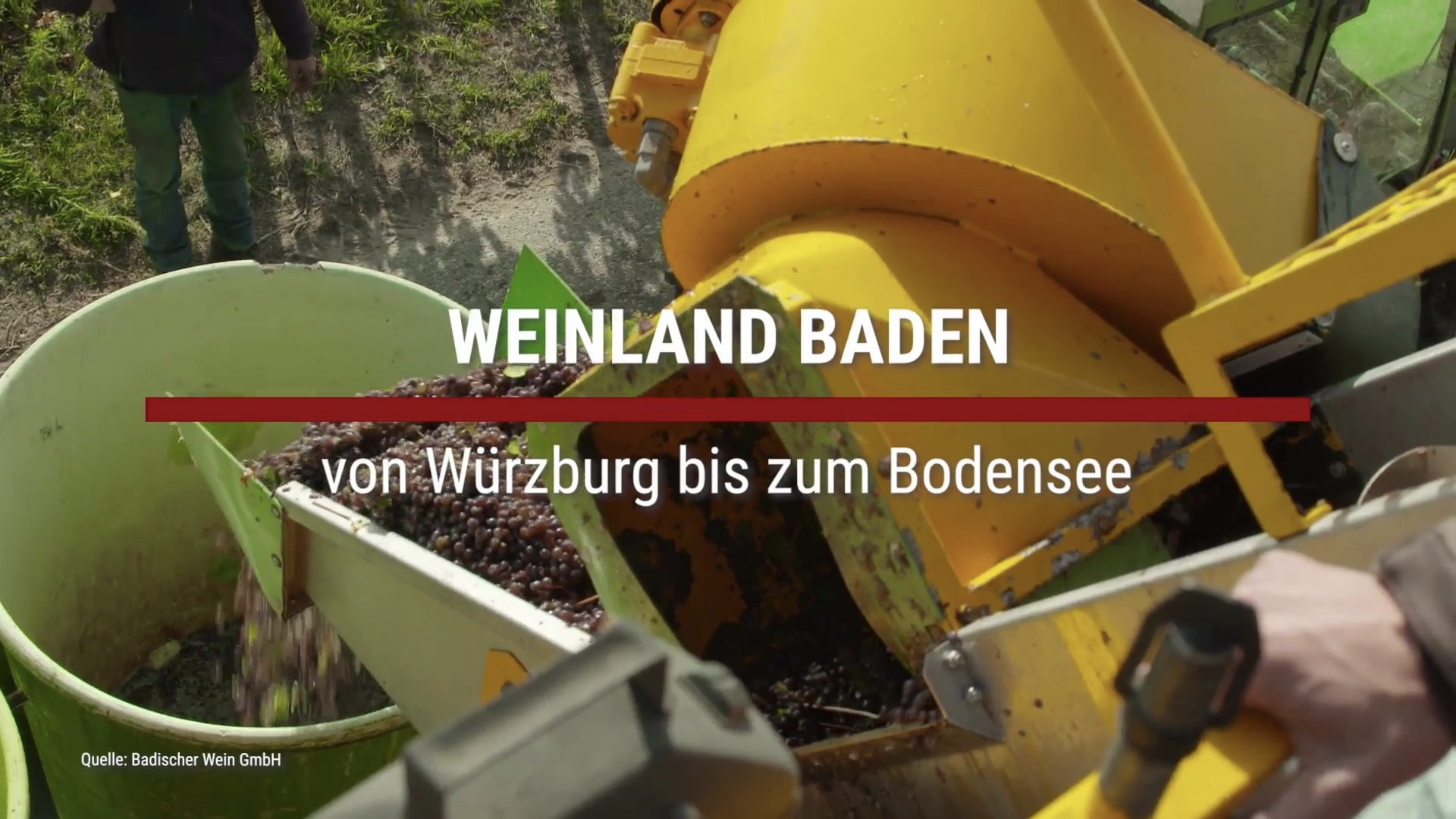 Read more about the article Weine aus Baden