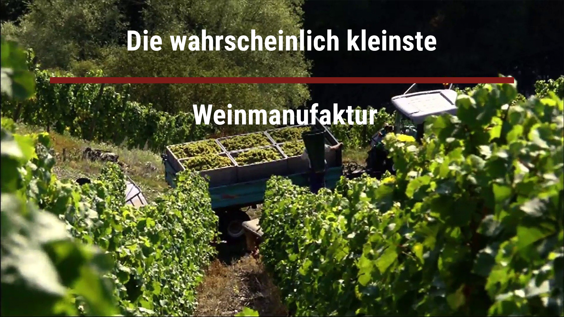 Read more about the article Die wahrscheinlich kleinste Weinmanufaktur